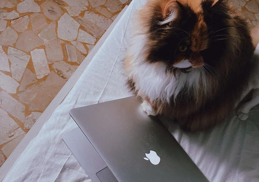 How To Test For Cat Allergy At Home?