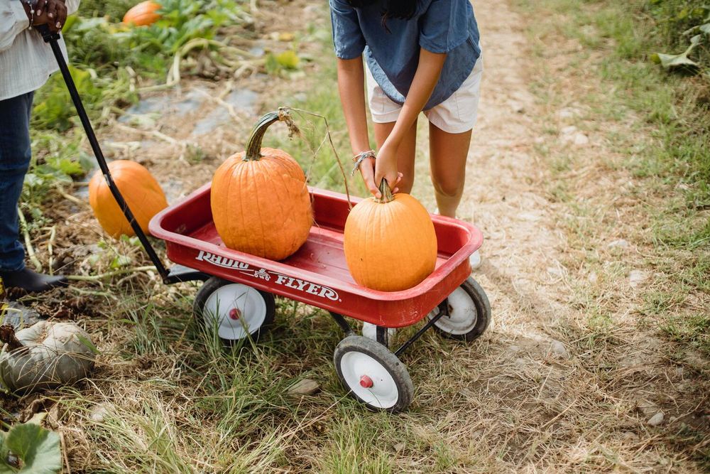 5 Healthy Reasons to Eat Pumpkin at Halloween